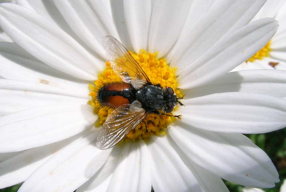 Tachinidae da determinare